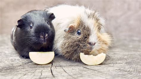 Can Guinea Pigs Eat Dragon Fruit? And Why Do They Dream of Flying Pineapples?