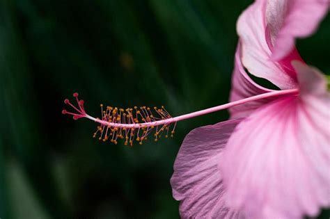 Can Hibiscus Tea Induce Labor? Exploring the Myths, Facts, and Cultural Beliefs