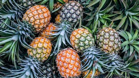 Can You Doordash Food to a Hospital? And Why Pineapples Might Be the Secret to Eternal Happiness