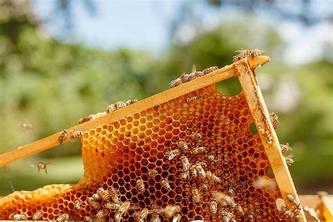 Does Honey Make You Last Longer in Bed? And Why Do Bees Never Get Tired of Making It?