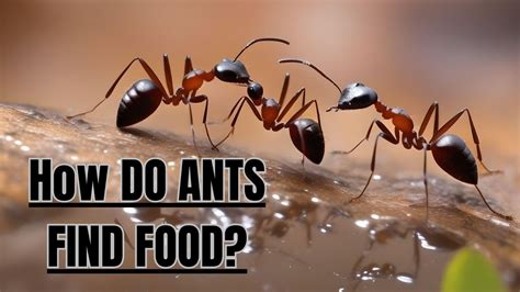 How Do Ants Find Food So Fast: And Why Do They Never Get Stuck in Traffic?