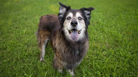 How Long Can a Dog Go Without Water and Food, and Why Do They Dream of Flying Squirrels?