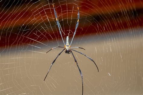 How Long Can Spiders Survive Without Food? And Why Do They Sometimes Wear Tiny Hats?