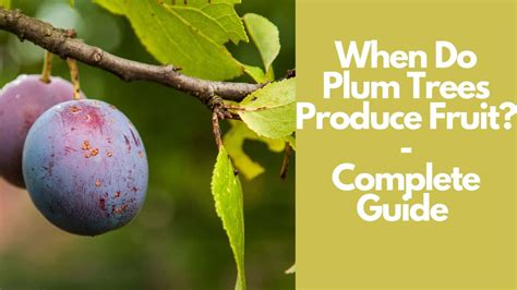 How Long Does It Take a Plum Tree to Produce Fruit, and Why Do Some Trees Whisper Secrets to the Moon?